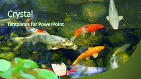  Presentation with fish pond - Amazing theme having koi fish in a natural backdrop and a tawny brown colored foreground