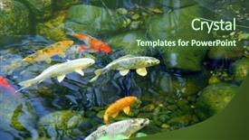  Presentation with fish pond - Cool new slide deck with koi fish in a natural backdrop and a tawny brown colored foreground