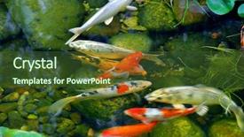  Presentation with fish pond - Presentation theme with koi fish in a natural background and a tawny brown colored foreground