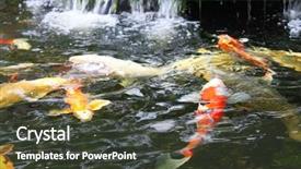  Presentation with koi fish - PPT theme with koi fish in a pond background and a dark gray colored foreground