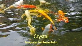  Presentation with koi fish - Amazing slide set having koi fish in a pond backdrop and a tawny brown colored foreground