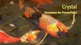  Presentation with fish pond - Theme featuring koi fish in a pond background and a tawny brown colored foreground