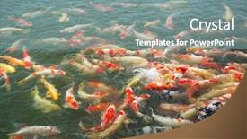  Presentation with koi fish - Presentation theme enhanced with koi fish in pond background and a gray colored foreground