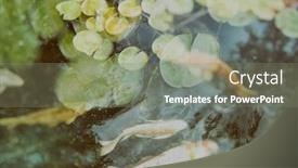  Presentation with garden pond - Amazing PPT layouts having koi-fish-in-the-garden backdrop and a gray colored foreground