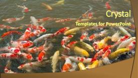  Presentation with koi fish - Theme featuring koi fish in the pond background and a violet colored foreground