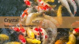  Presentation with koi fish - Amazing presentation design having koi fish in the pond backdrop and a gold colored foreground