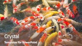  Presentation with koi fish - Presentation theme having koi fish in the pond background and a red colored foreground