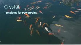  Presentation with fish pond - Theme with koi-fish-in-water-pond background and a ocean colored foreground