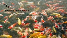  Presentation with koi fish - Amazing presentation theme having koi fish in water pond backdrop and a coral colored foreground