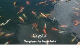  Presentation with koi fish - Beautiful slide deck featuring koi-fish-swim-at-water backdrop and a dark gray colored foreground