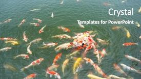  Presentation with koi fish - Beautiful slides featuring koi fish swimming in pond backdrop and a seafoam green colored foreground