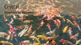  Presentation with koi fish - Beautiful theme featuring koi fish swimming in pond backdrop and a coral colored foreground