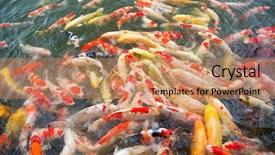  Presentation with koi fish - Presentation theme consisting of koi fish swimming background and a coral colored foreground