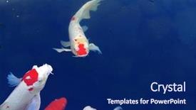  Presentation with koi fish - PPT layouts with koi fish background and a navy blue colored foreground