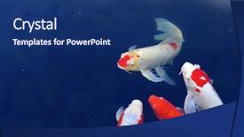  Presentation with koi fish - PPT layouts featuring koi fish background and a ocean colored foreground