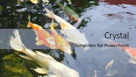  Presentation with koi fish - PPT theme with koi fish background and a light blue colored foreground
