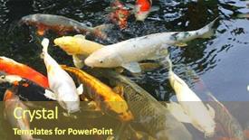  Presentation with koi fish - Slides featuring koi fish background and a tawny brown colored foreground