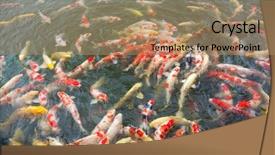  Presentation with koi fish - PPT theme consisting of koi fish background and a coral colored foreground