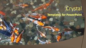  Presentation with garden pond - Slide deck enhanced with koi-fishes-in-the-garden background and a  colored foreground