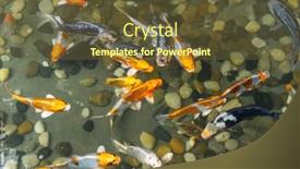  Presentation with garden pond - Presentation theme consisting of koi-fishes-in-the-garden background and a  colored foreground