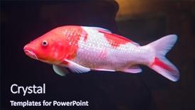  Presentation with koi fish from japan - PPT theme featuring koi fishes in the pond background and a wine colored foreground