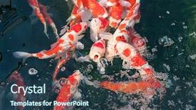  Presentation with fish koi animated - Cool new presentation with koi fishes in the pond backdrop and a ocean colored foreground