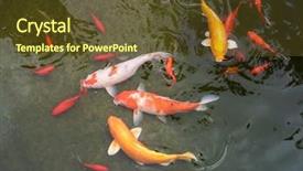  Presentation with koi fish from japan - Audience pleasing slide deck consisting of koi fishes in the pond backdrop and a tawny brown colored foreground