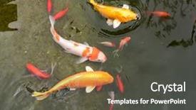  Presentation with koi fish - Slide deck having koi fishes in the pond background and a dark gray colored foreground