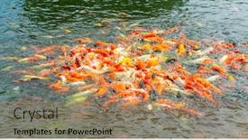  Presentation with fishes - Presentation theme featuring koi-fishes-in-the-pond background and a coral colored foreground