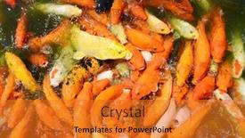  Presentation with fishes - Presentation enhanced with koi-fishes-in-the-pond background and a gold colored foreground