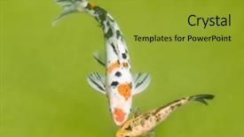  Presentation with fishes - Beautiful slides featuring koi fishes in the pond backdrop and a gold colored foreground