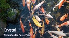  Presentation with koi fish from japan - Audience pleasing presentation theme consisting of koi fishes in the pond backdrop and a  colored foreground