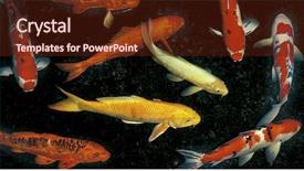  Presentation with fish pond - Slide deck with koi fishes in the pond background and a tawny brown colored foreground