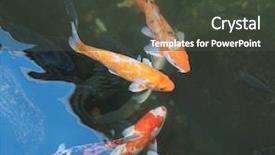  Presentation with koi fish - Amazing theme having koi fishes in the pond backdrop and a dark gray colored foreground