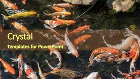  Presentation with fishes - Colorful presentation design enhanced with koi fishes in the pond backdrop and a  colored foreground