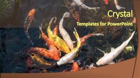  Presentation with fish koi animated - PPT layouts having koi fishes in the pond background and a  colored foreground