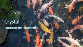 Presentation with fishes - Cool new slide deck with koi fishes in the pond backdrop and a  colored foreground