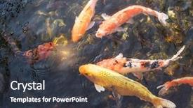  Presentation with koi fish from japan - Slide set enhanced with koi fishes in the pond background and a  colored foreground