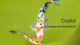  Presentation with koi fish from japan - Presentation theme featuring koi fishes in the pond background and a yellow colored foreground