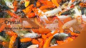  Presentation with fish koi animated - PPT layouts featuring koi fishes in the pond background and a  colored foreground