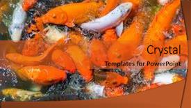  Presentation with fish koi animated - Beautiful presentation theme featuring koi fishes in the pond backdrop and a  colored foreground