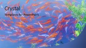  Presentation with koi fish from japan - PPT theme featuring koi fishes in the pond background and a  colored foreground