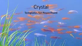  Presentation with fish koi animated - Cool new PPT layouts with koi fishes in the pond backdrop and a  colored foreground