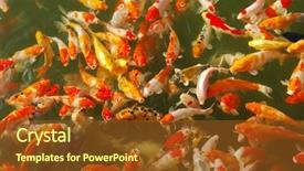  Presentation with koi fish - Colorful PPT theme enhanced with koi or carp chinese fish backdrop and a tawny brown colored foreground