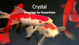 Presentation with koi fish - Theme enhanced with koi swimming in a water background and a black colored foreground