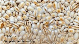  Presentation with aspergillus - Presentation theme enhanced with koji-barley-whole-grain-barley background and a coral colored foreground