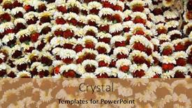  Presentation with calcutta - 