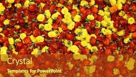  Presentation with calcutta - 