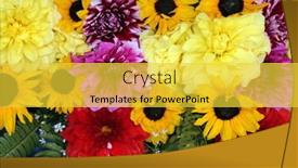  Presentation with calcutta - 