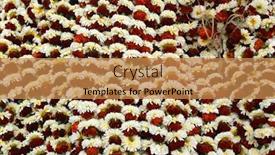  Presentation with calcutta - 